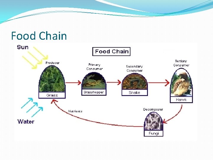 Food Chain 