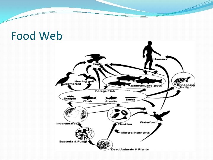 Food Web 