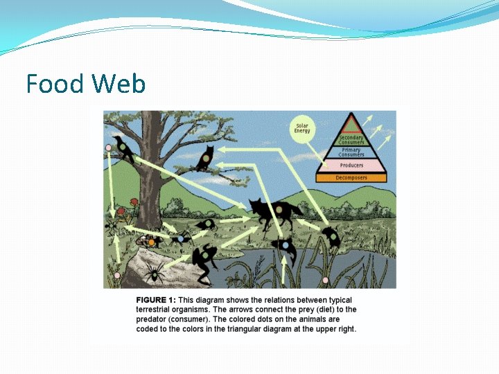 Food Web 