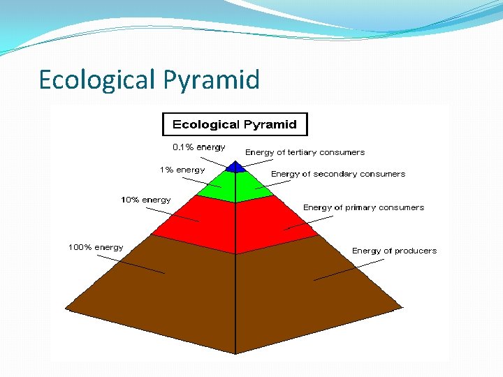 Ecological Pyramid 