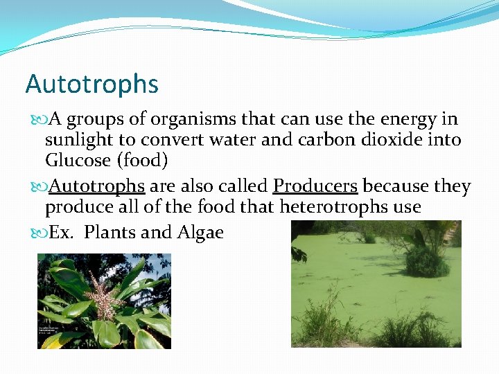 Autotrophs A groups of organisms that can use the energy in sunlight to convert