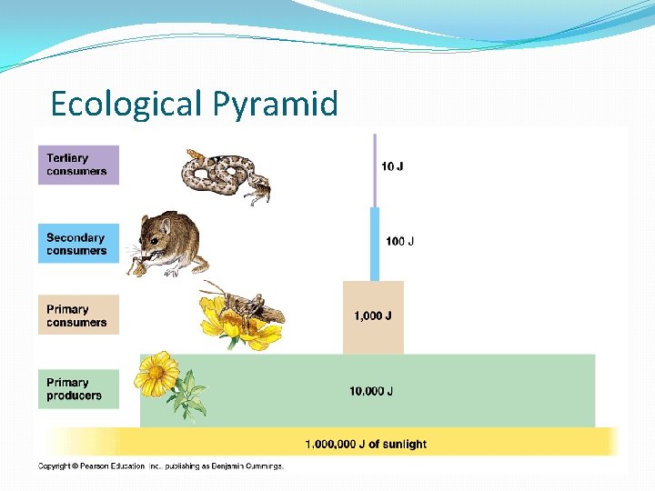 Ecological Pyramid 