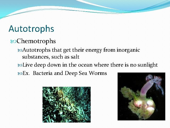 Autotrophs Chemotrophs Autotrophs that get their energy from inorganic substances, such as salt Live