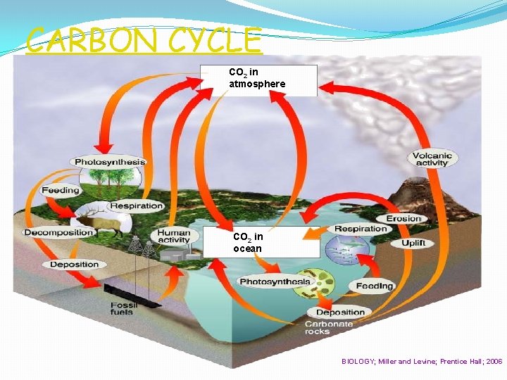 CARBON CYCLE CO 2 in atmosphere CO 2 in ocean BIOLOGY; Miller and Levine;