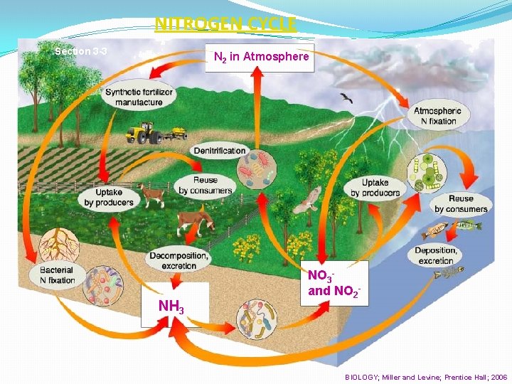 NITROGEN CYCLE Section 3 -3 N 2 in Atmosphere NH 3 NO 3 and