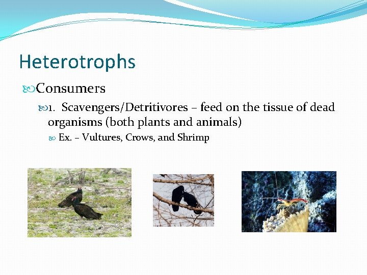 Heterotrophs Consumers 1. Scavengers/Detritivores – feed on the tissue of dead organisms (both plants