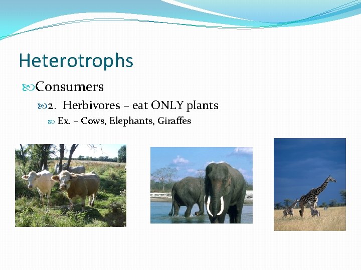 Heterotrophs Consumers 2. Herbivores – eat ONLY plants Ex. – Cows, Elephants, Giraffes 