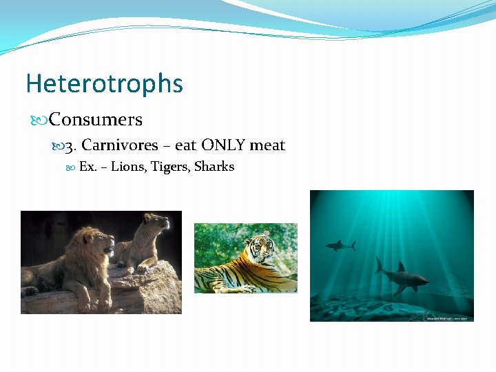 Heterotrophs Consumers 3. Carnivores – eat ONLY meat Ex. – Lions, Tigers, Sharks 