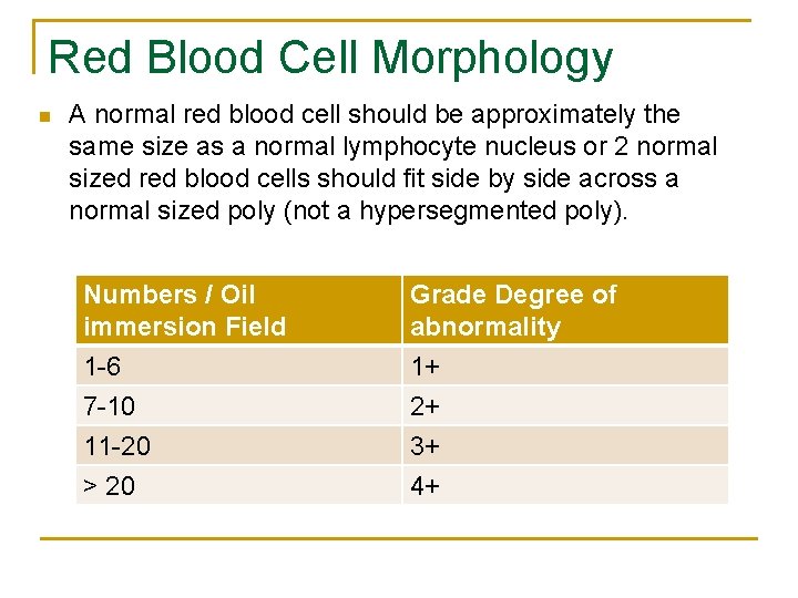 Red Blood Cell Morphology n A normal red blood cell should be approximately the