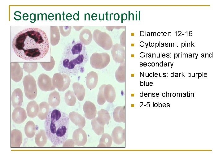 Segmented neutrophil n n n Diameter: 12 -16 Cytoplasm : pink Granules: primary and