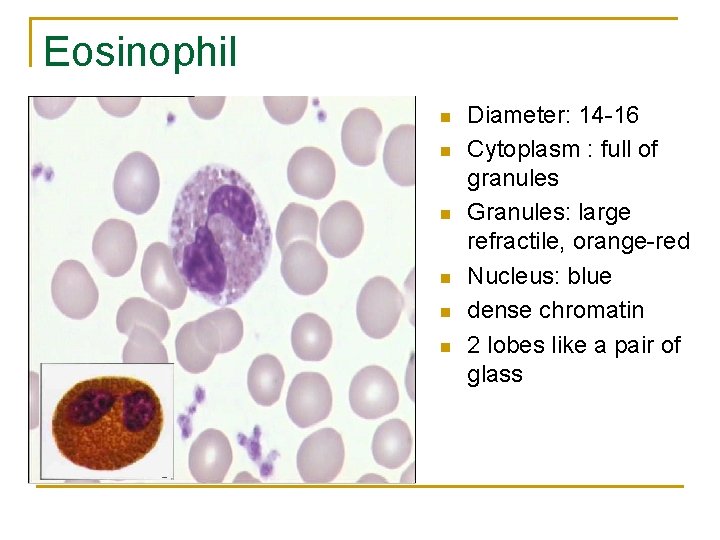 Eosinophil n n n Diameter: 14 -16 Cytoplasm : full of granules Granules: large