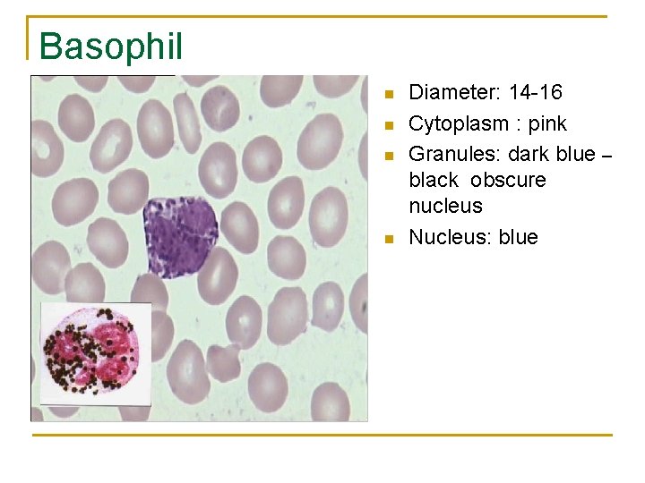 Basophil n n Diameter: 14 -16 Cytoplasm : pink Granules: dark blue – black