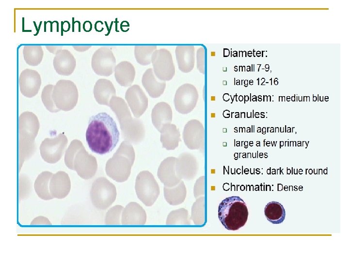 Lymphocyte 