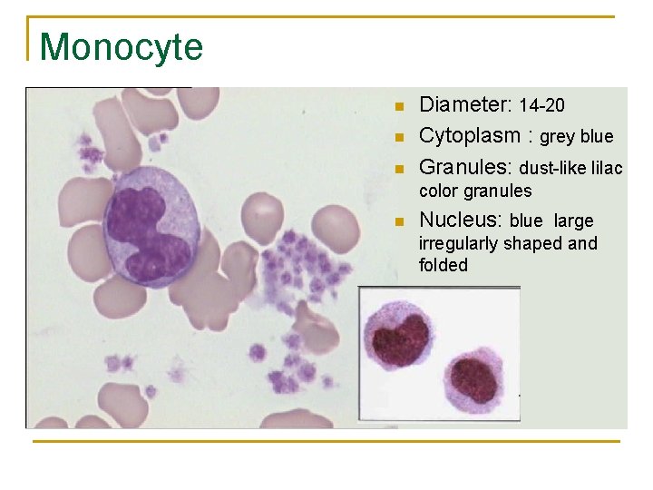 Monocyte n n n Diameter: 14 -20 Cytoplasm : grey blue Granules: dust-like lilac