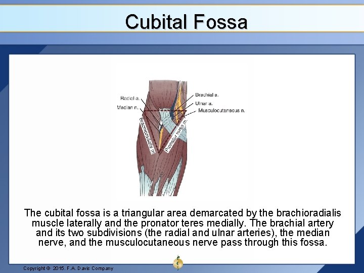 Cubital Fossa The cubital fossa is a triangular area demarcated by the brachioradialis muscle