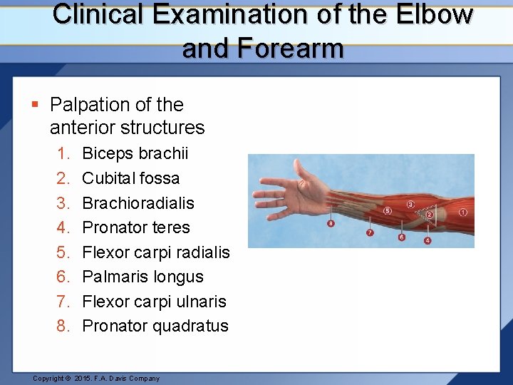 Clinical Examination of the Elbow and Forearm § Palpation of the anterior structures 1.