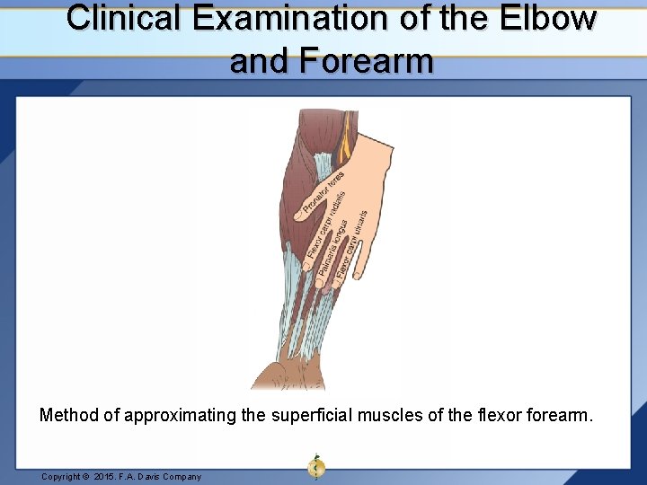 Clinical Examination of the Elbow and Forearm Method of approximating the superficial muscles of