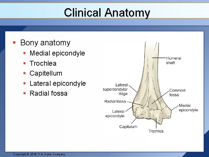 Clinical Anatomy § Bony anatomy § § § Medial epicondyle Trochlea Capitellum Lateral epicondyle