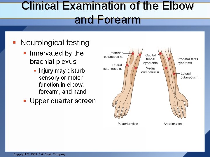 Clinical Examination of the Elbow and Forearm § Neurological testing § Innervated by the