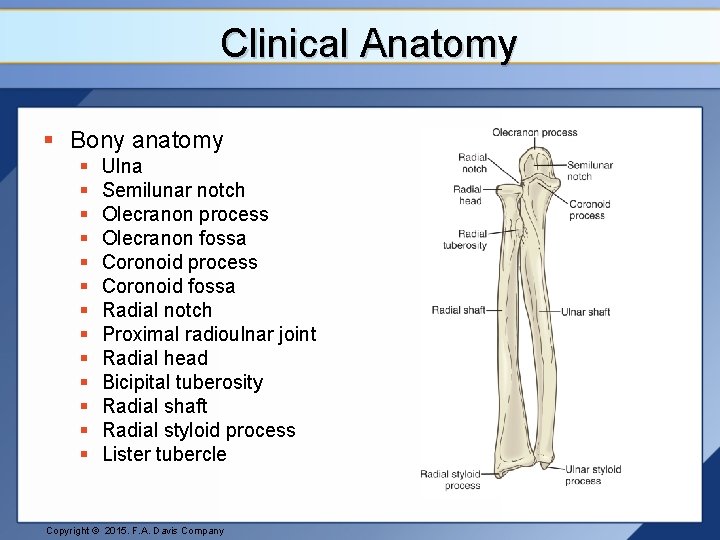 Clinical Anatomy § Bony anatomy § § § § Ulna Semilunar notch Olecranon process