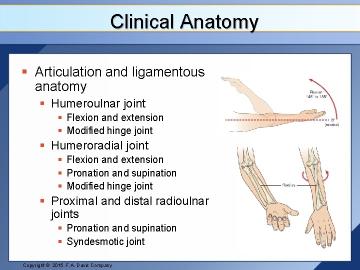 Clinical Anatomy § Articulation and ligamentous anatomy § Humeroulnar joint § Flexion and extension