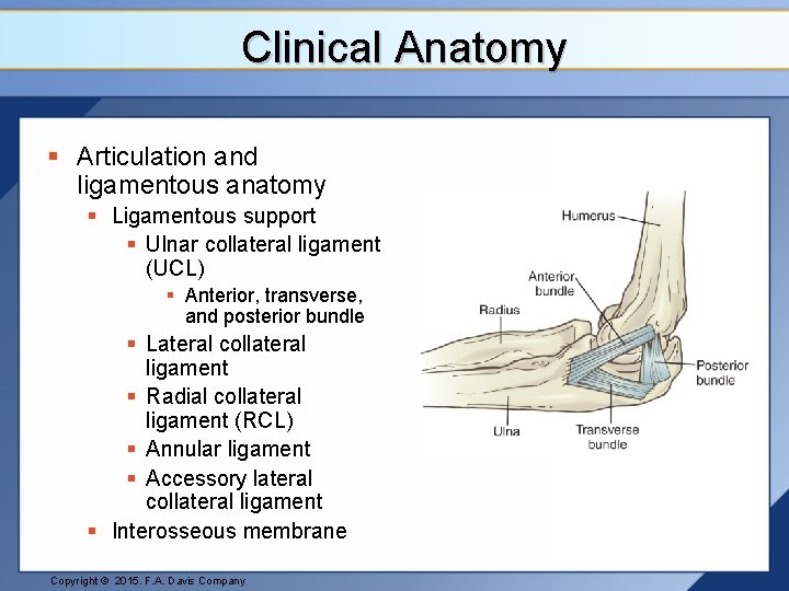 Clinical Anatomy § Articulation and ligamentous anatomy § Ligamentous support § Ulnar collateral ligament