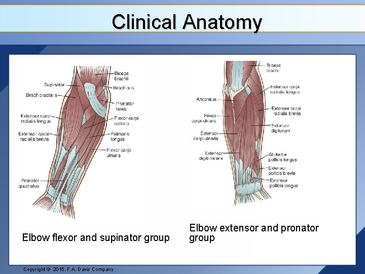 Clinical Anatomy Elbow flexor and supinator group Copyright © 2015. F. A. Davis Company