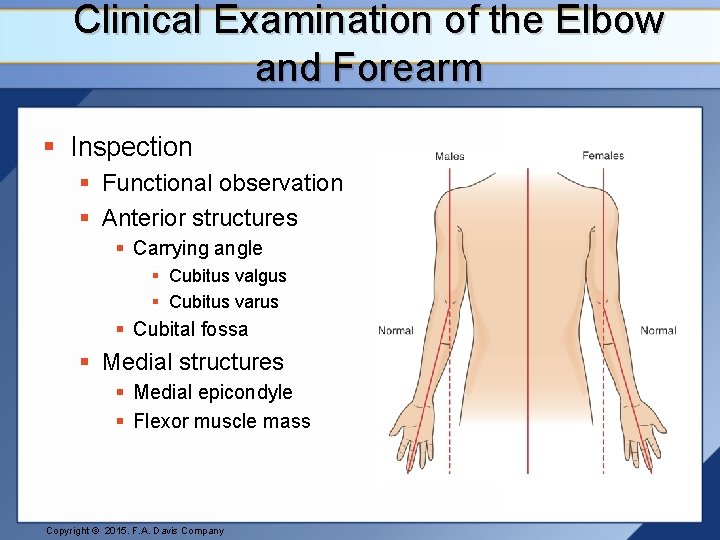 Clinical Examination of the Elbow and Forearm § Inspection § Functional observation § Anterior