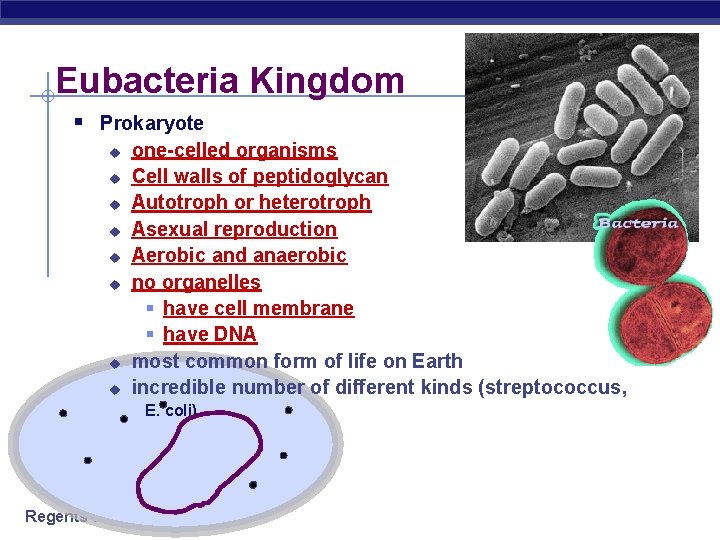 Eubacteria Kingdom § Prokaryote u u u u one-celled organisms Cell walls of peptidoglycan