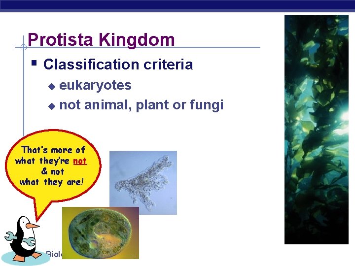 Protista Kingdom § Classification criteria eukaryotes u not animal, plant or fungi u That’s