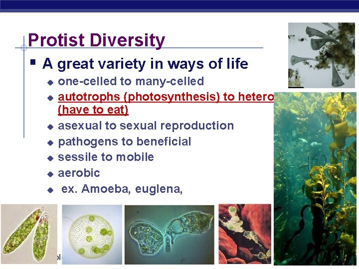 Protist Diversity § A great variety in ways of life u u u u