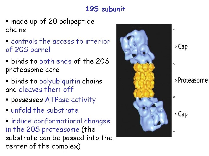 19 S subunit § made up of 20 polipeptide chains § controls the access