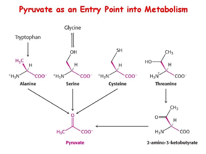 Pyruvate as an Entry Point into Metabolism 