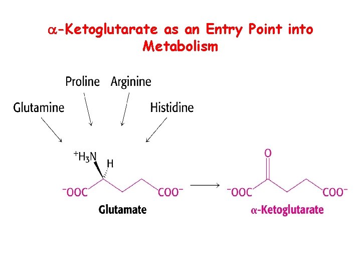  -Ketoglutarate as an Entry Point into Metabolism 