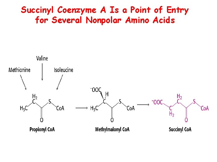 Succinyl Coenzyme A Is a Point of Entry for Several Nonpolar Amino Acids 