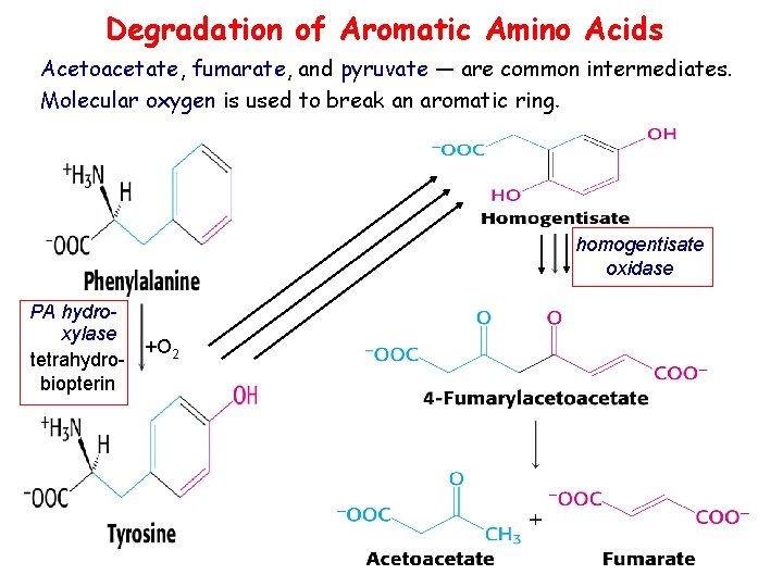 Degradation of Aromatic Amino Acids Acetoacetate, fumarate, and pyruvate — are common intermediates. Molecular