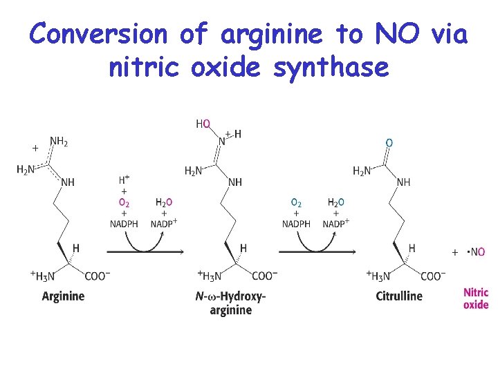 Conversion of arginine to NO via nitric oxide synthase 