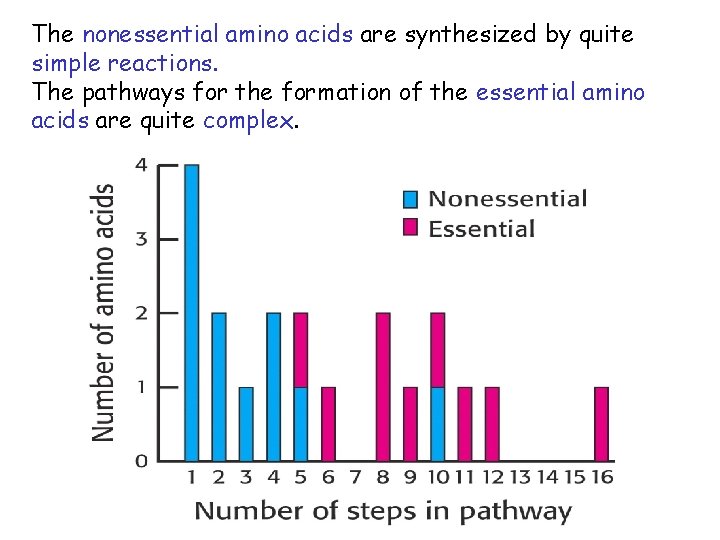 The nonessential amino acids are synthesized by quite simple reactions. The pathways for the