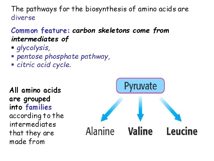 The pathways for the biosynthesis of amino acids are diverse Common feature: carbon skeletons