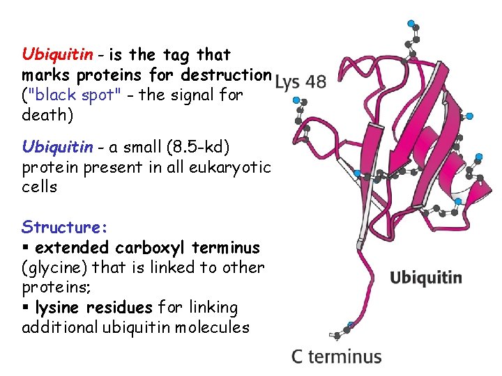 Ubiquitin - is the tag that marks proteins for destruction ("black spot" - the