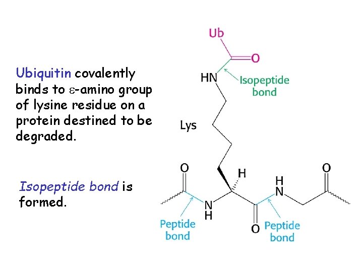 Ubiquitin covalently binds to -amino group of lysine residue on a protein destined to