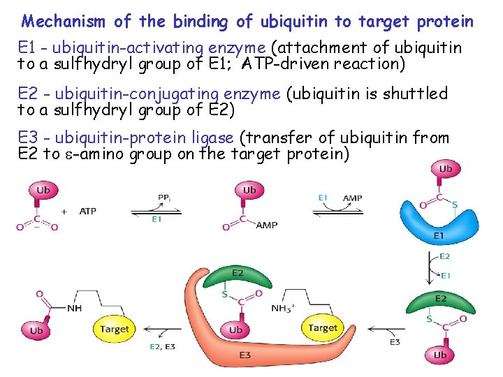 Mechanism of the binding of ubiquitin to target protein E 1 - ubiquitin-activating enzyme