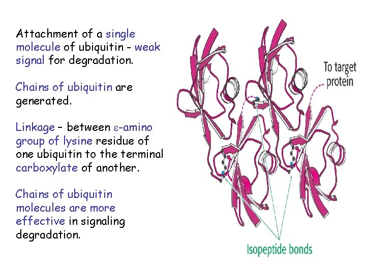 Attachment of a single molecule of ubiquitin - weak signal for degradation. Chains of