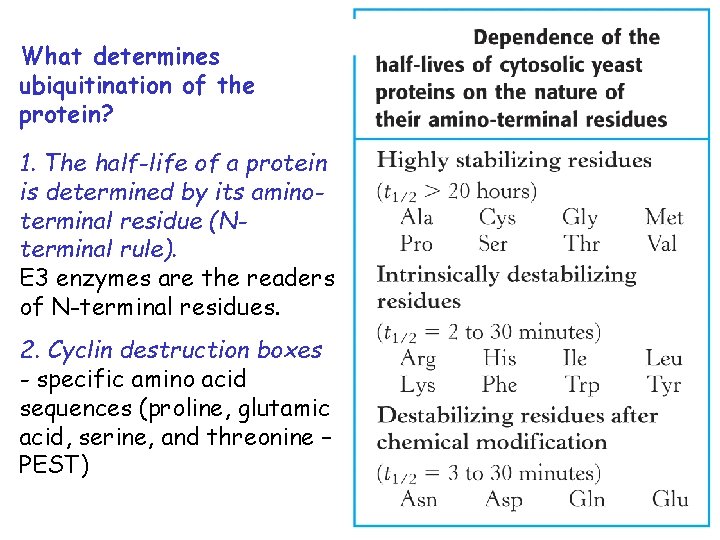 What determines ubiquitination of the protein? 1. The half-life of a protein is determined