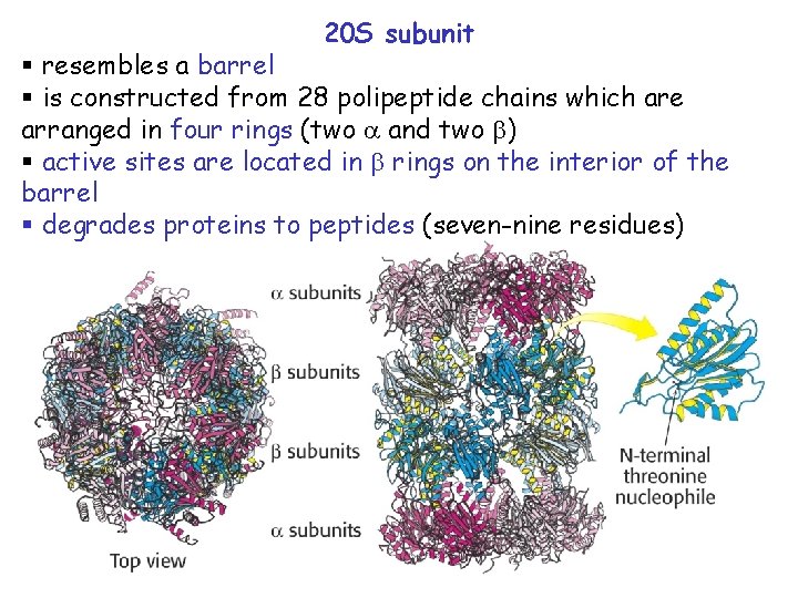 20 S subunit § resembles a barrel § is constructed from 28 polipeptide chains