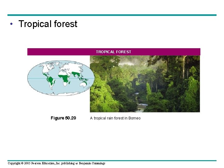  • Tropical forest TROPICAL FOREST Figure 50. 20 A tropical rain forest in