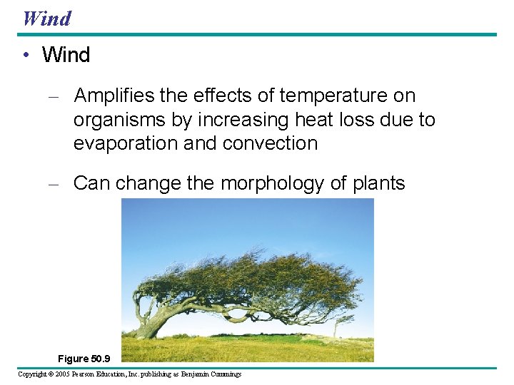 Wind • Wind – Amplifies the effects of temperature on organisms by increasing heat