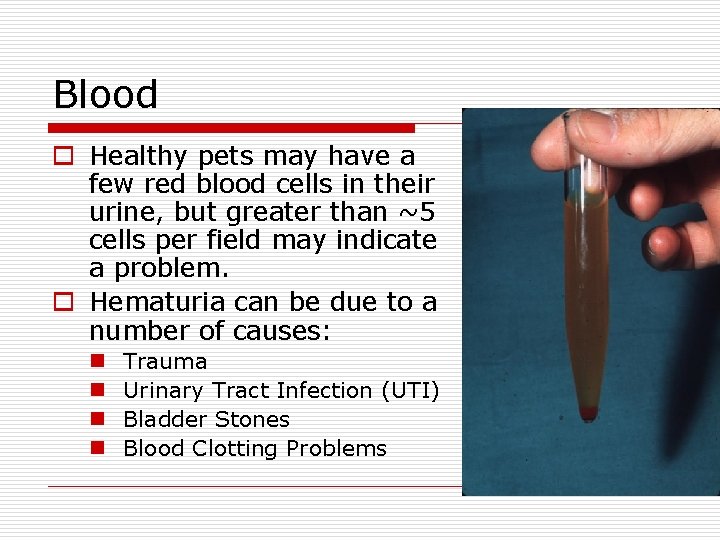 Blood o Healthy pets may have a few red blood cells in their urine,