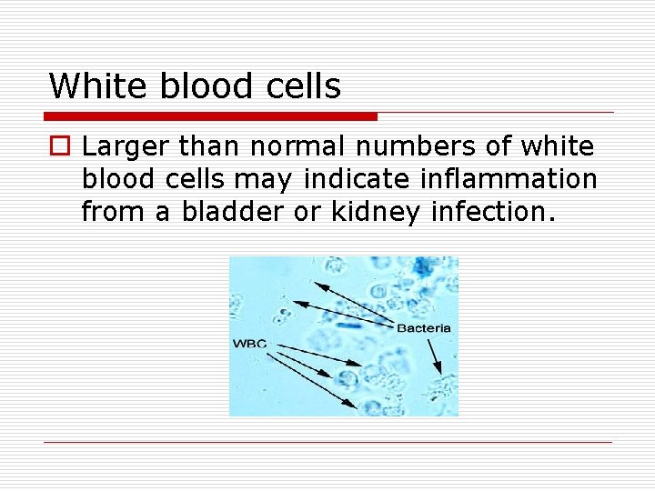 White blood cells o Larger than normal numbers of white blood cells may indicate