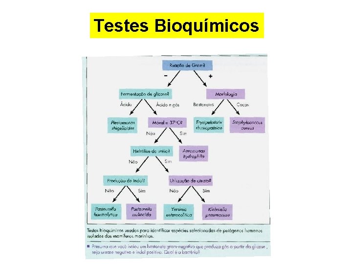 Testes Bioquímicos 